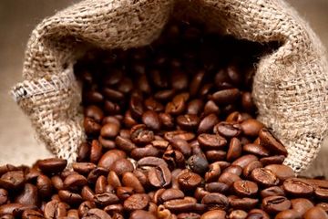 Dampak Kadar Air pada Biji Kopi